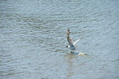 DSCF0348