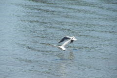 DSCF0350