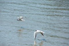 DSCF0351