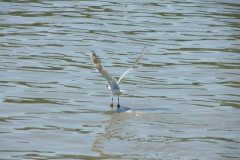 DSCF0352