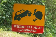 Schild
