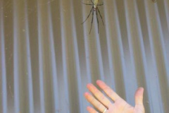 Spinne