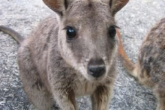 Wallabie