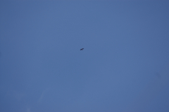 KONICA MINOLTA DIGITAL CAMERA