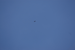 KONICA MINOLTA DIGITAL CAMERA