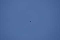 KONICA MINOLTA DIGITAL CAMERA