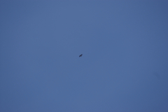 KONICA MINOLTA DIGITAL CAMERA