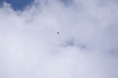 KONICA MINOLTA DIGITAL CAMERA