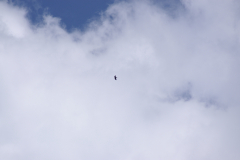 KONICA MINOLTA DIGITAL CAMERA