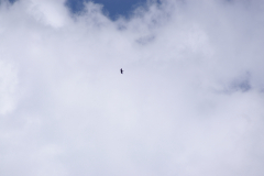 KONICA MINOLTA DIGITAL CAMERA