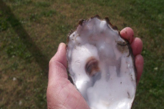 DSCF6184