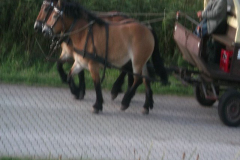 DSCF6241