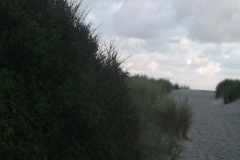 DSCF6274