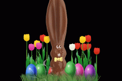 hase